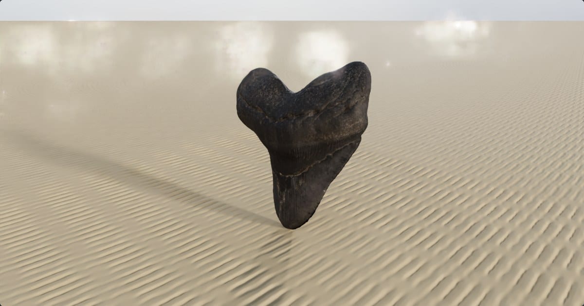 Megalodon tooth