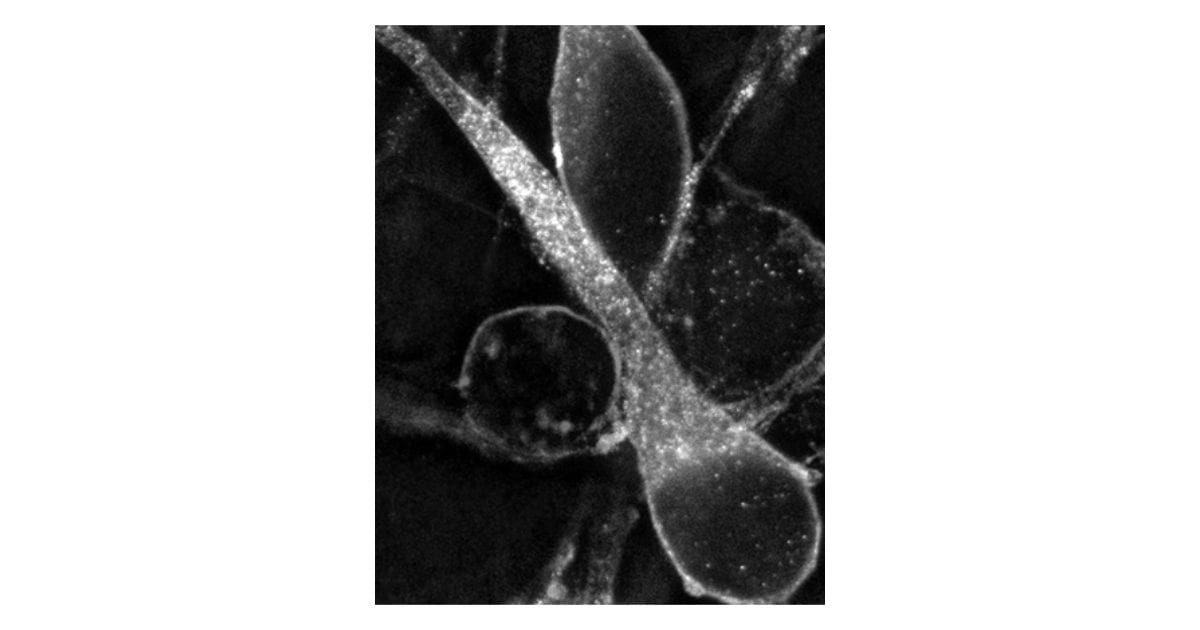 Migrating GnRH neuron, TI Workbench image (.dtf)