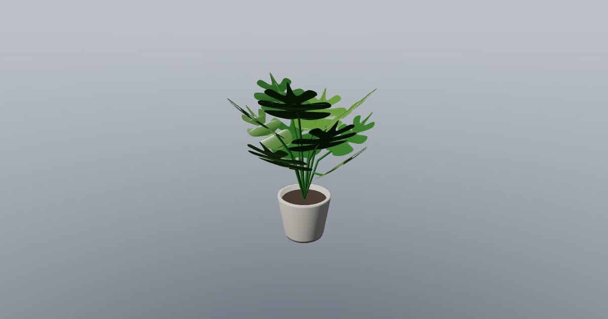 Monstera in a pot