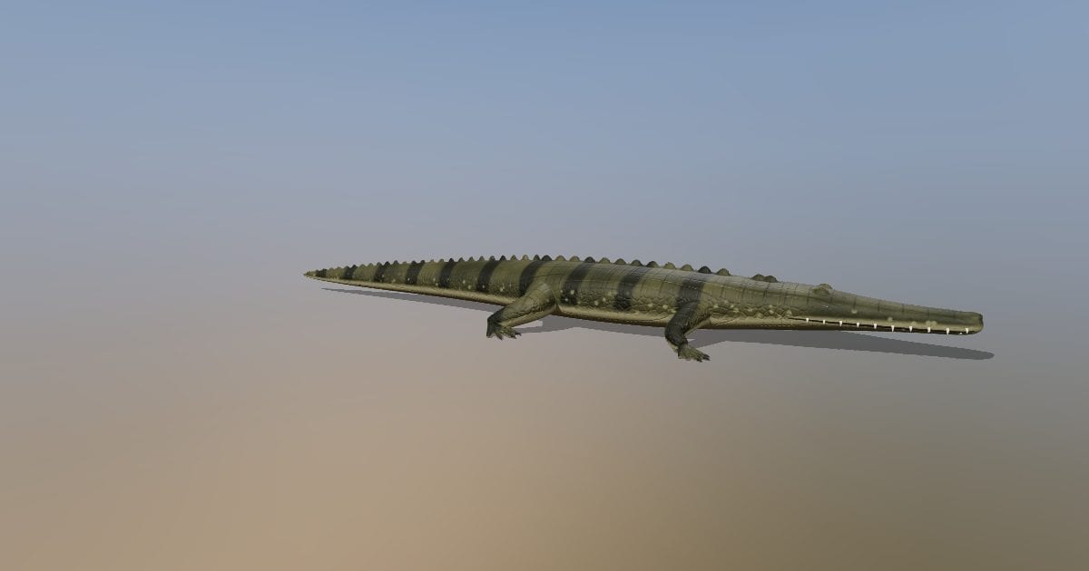 Nile crocodile