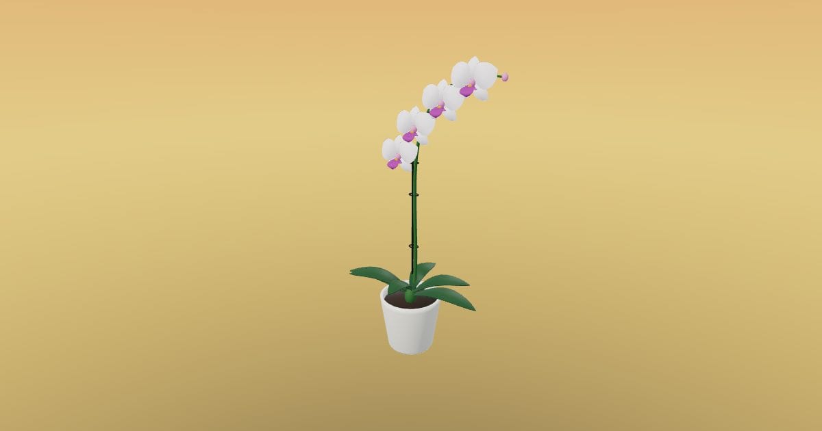 Orchid in pot