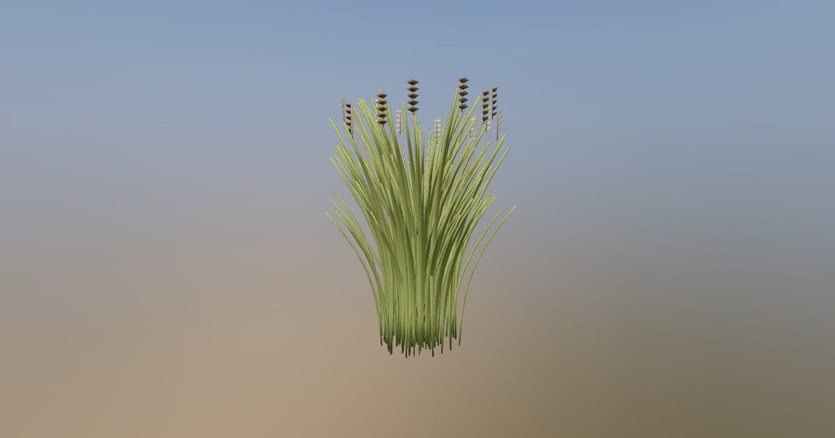 Ornamental grass clump