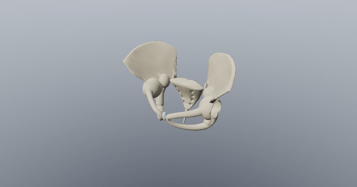 Pelvis