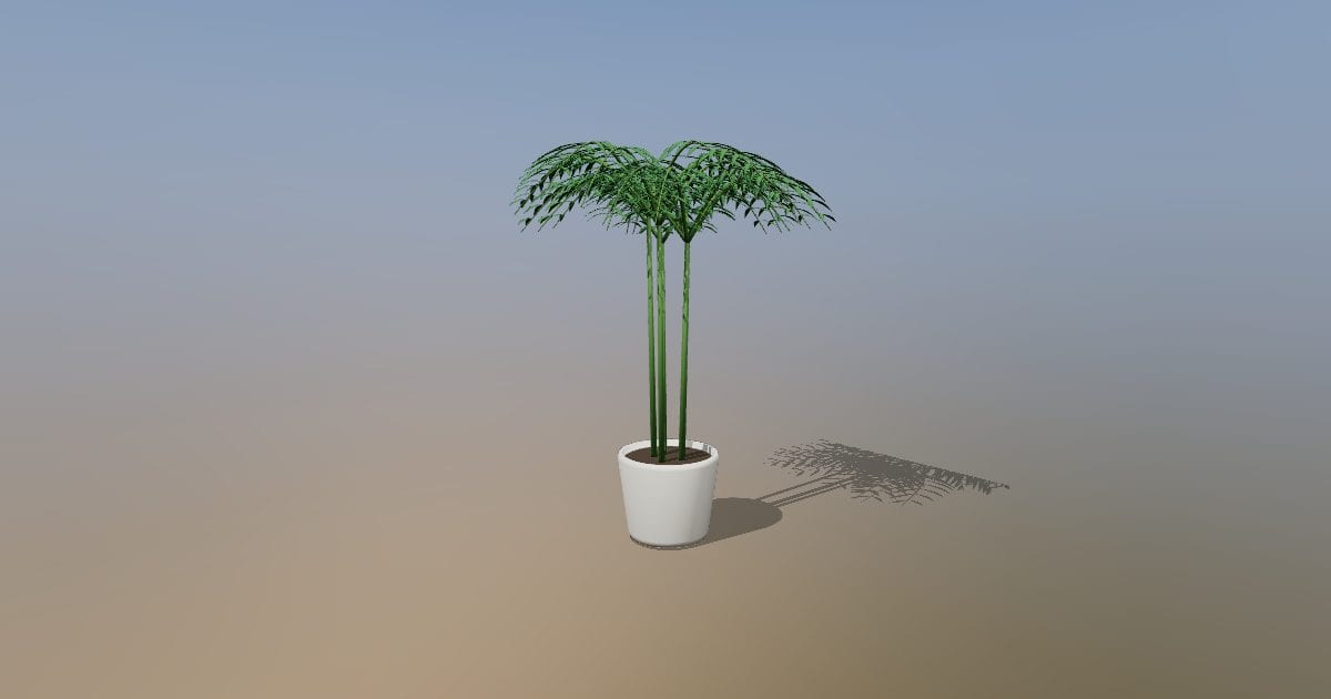 Potted areca palm