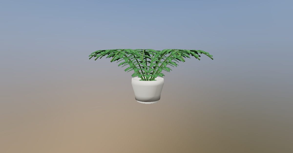 Potted feather fern