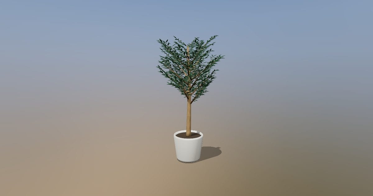 Potted olive tree
