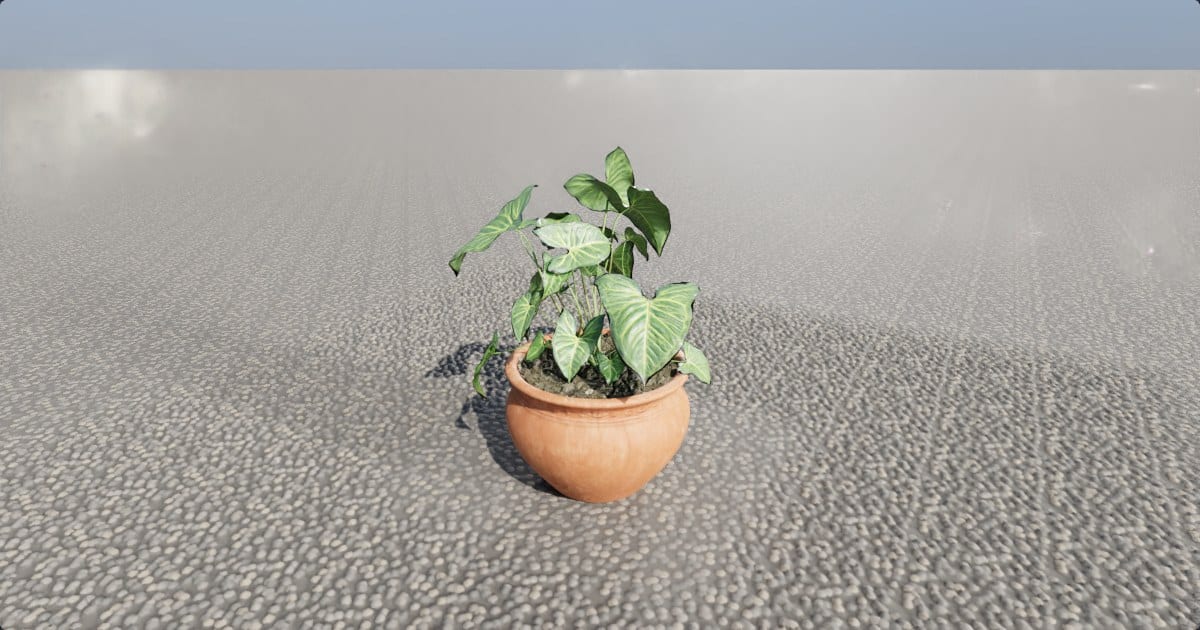 Potted plant in a terracotta pot