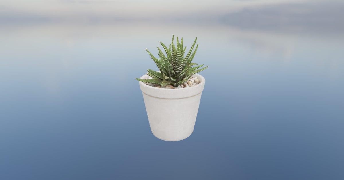 Potted plant (.splat)