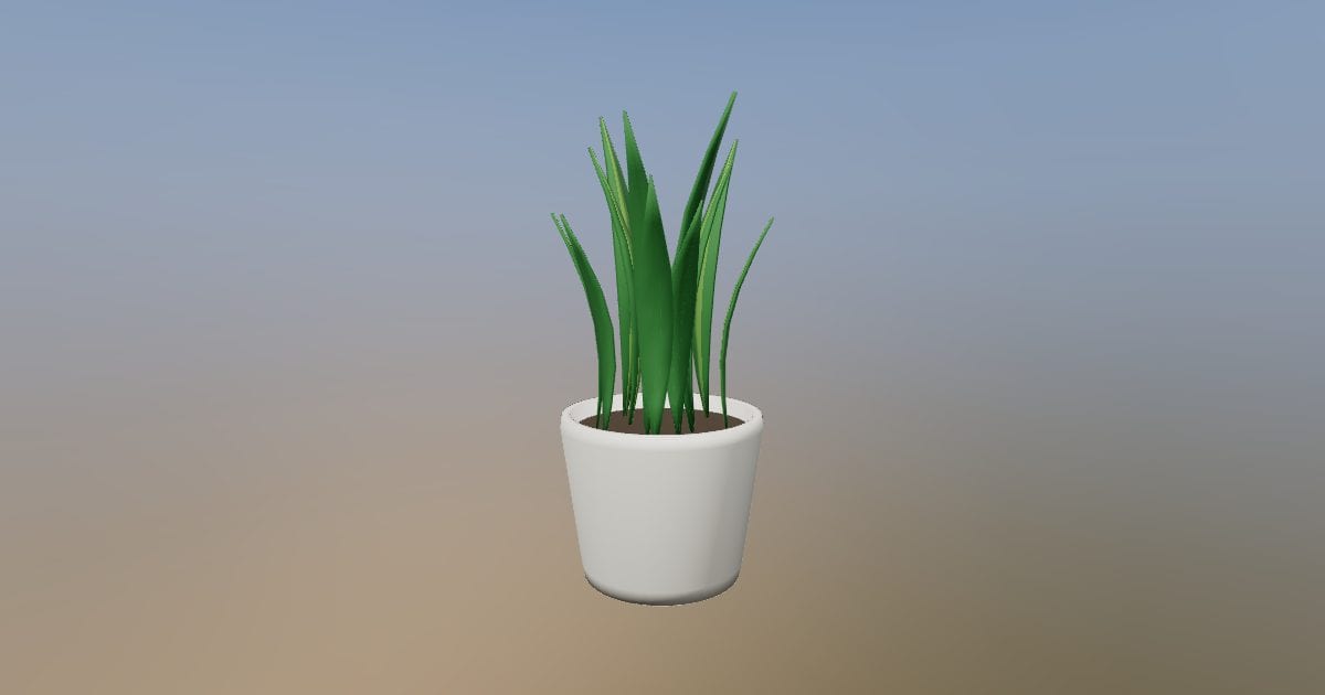 Potted upright snake plant