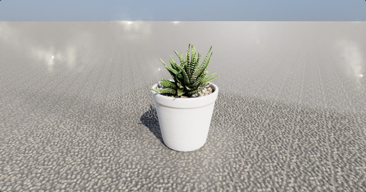 Potted zebra haworthia