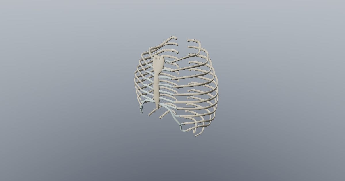 Ribcage and sternum
