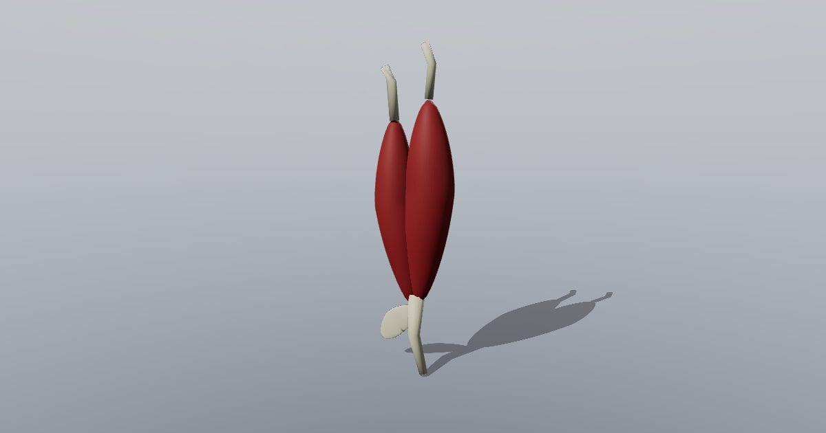 Right biceps brachii study
