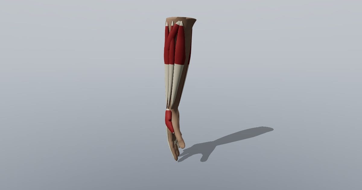 Right forearm and hand muscles