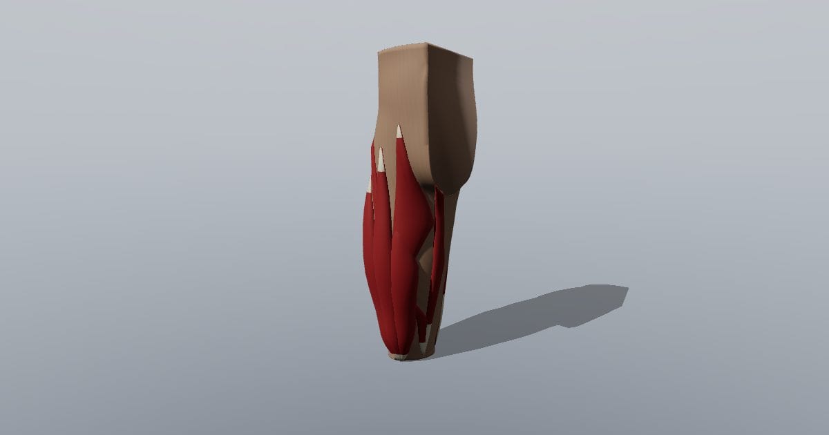 Right hip and thigh muscles