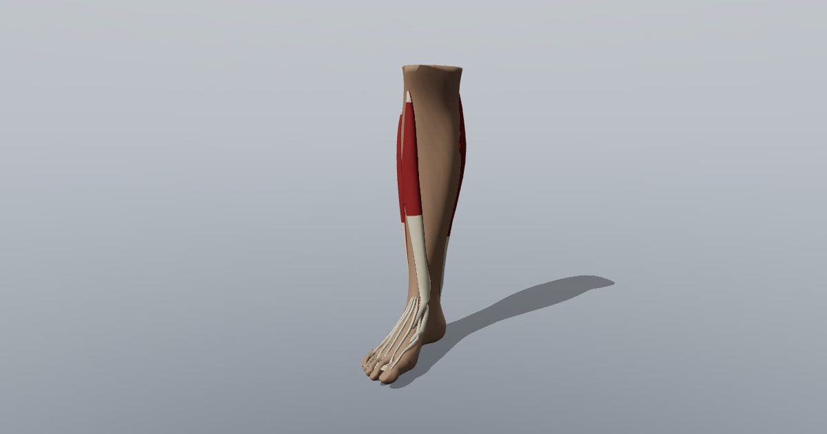 Right lower leg and foot muscles