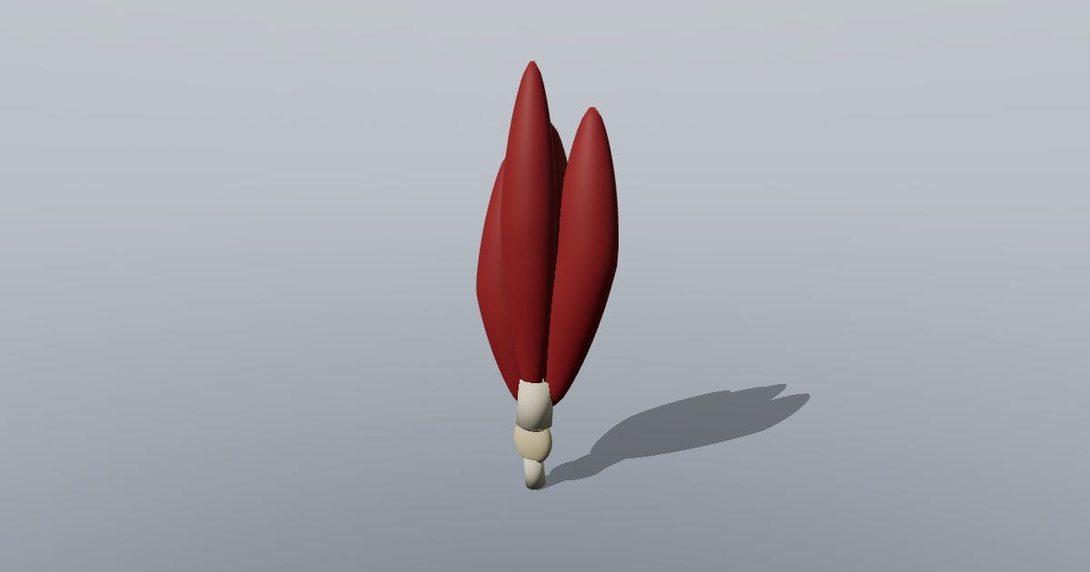 Right quadriceps study