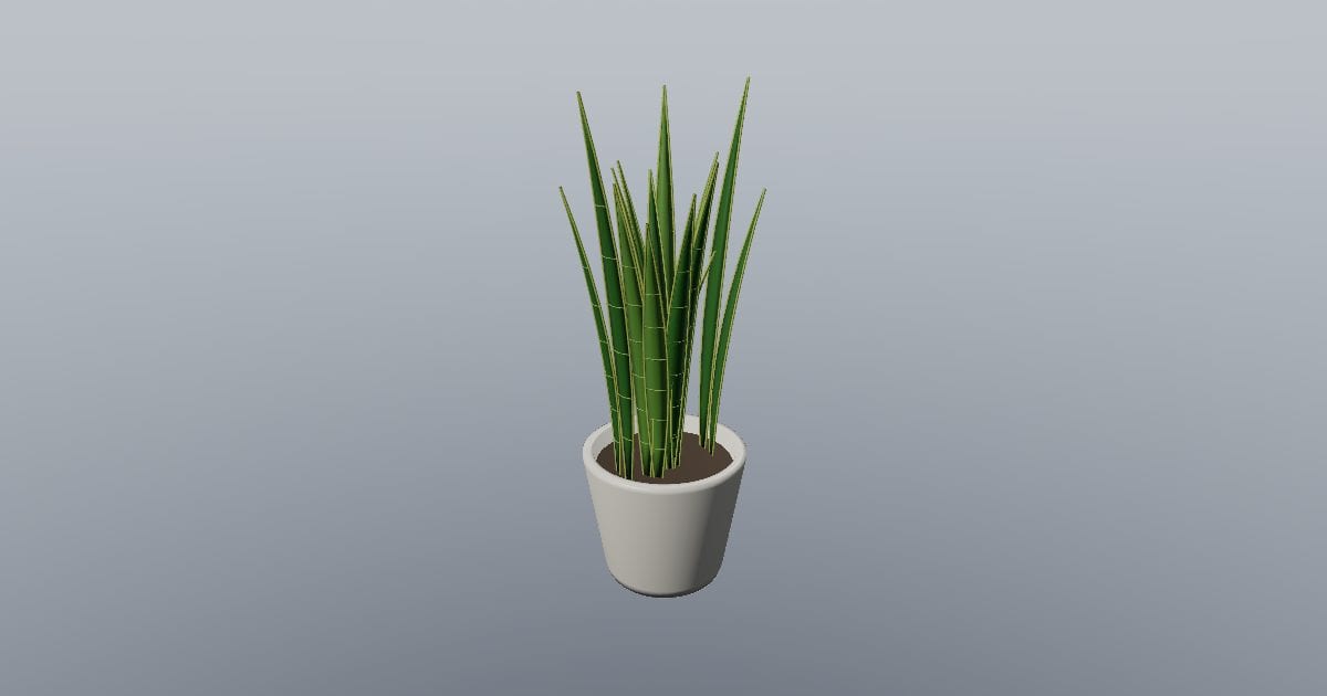 Snake Plant in a pot