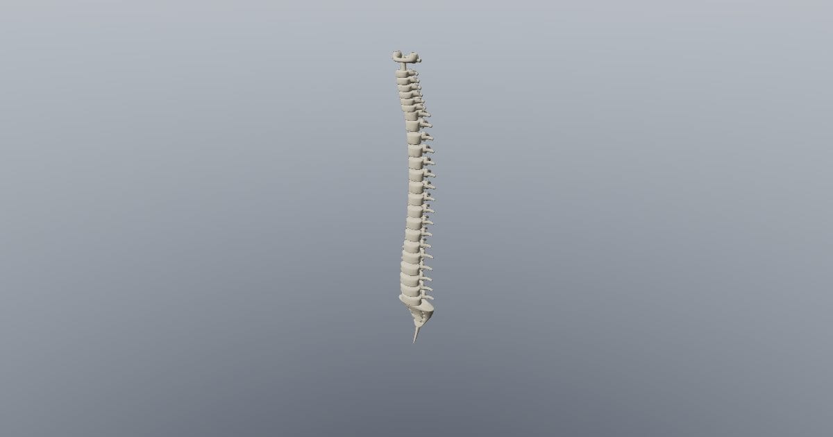 Spine with sacrum