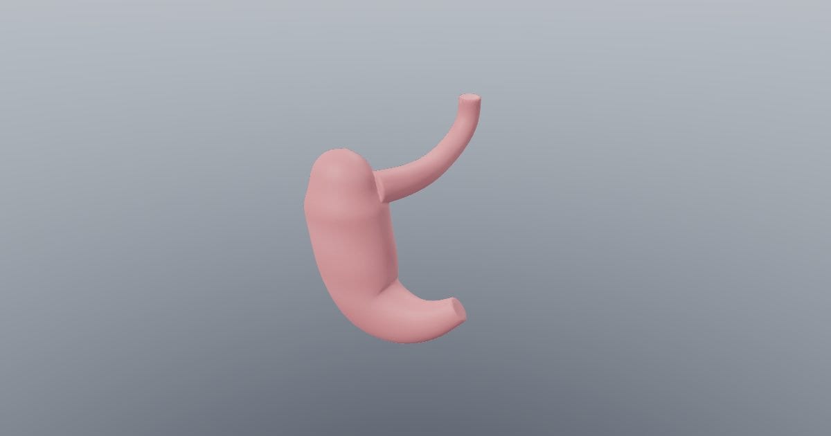 Stomach