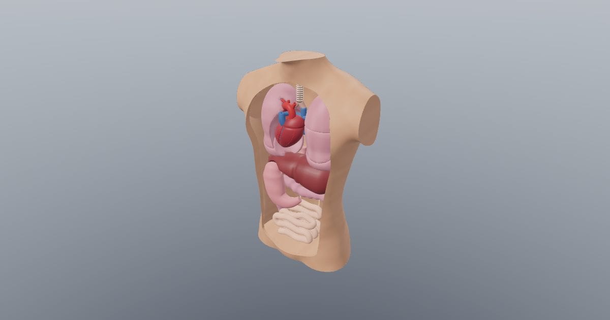Torso with removable organs