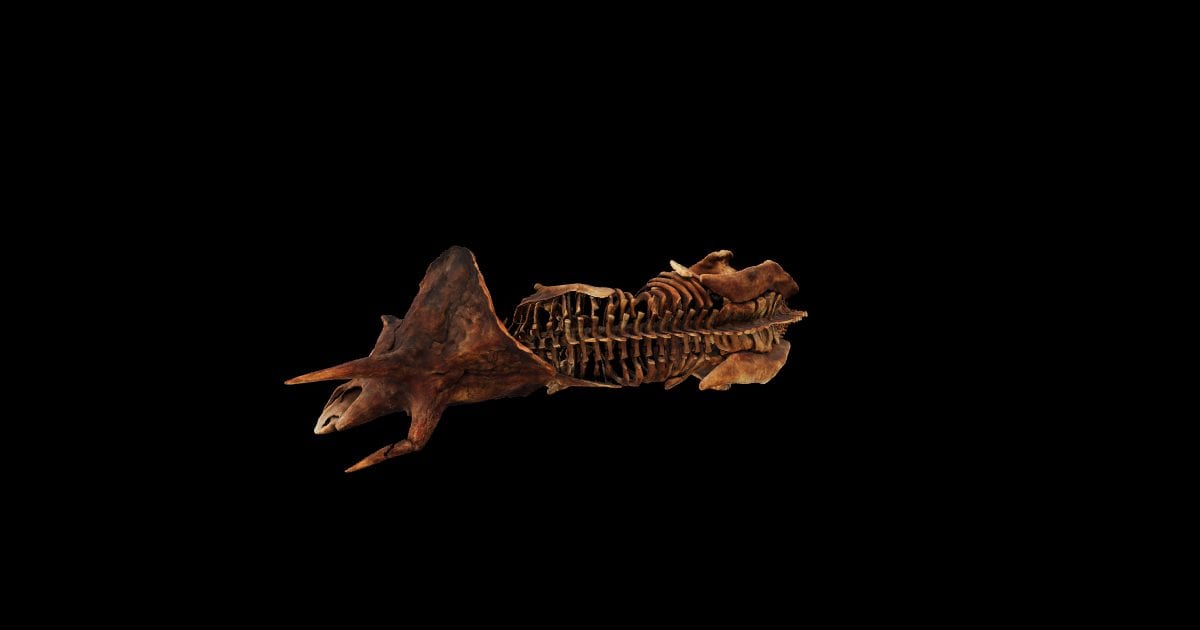 Triceratops skeleton