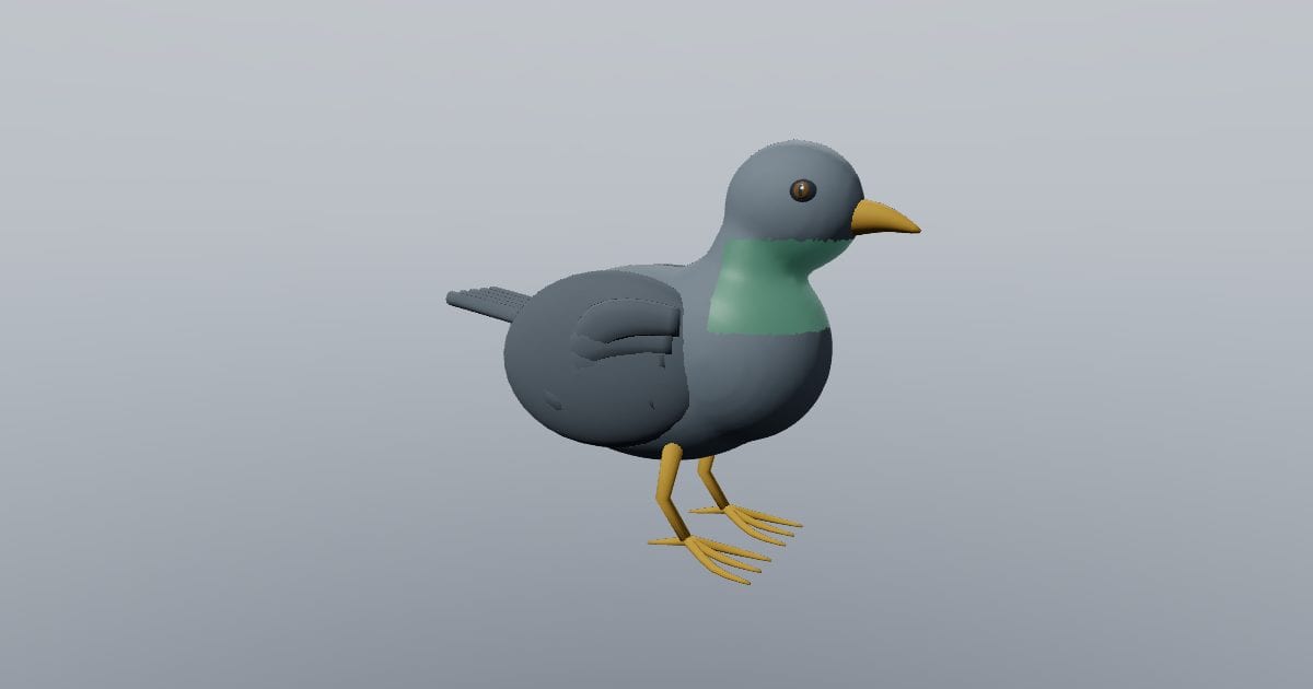 Urban pigeon