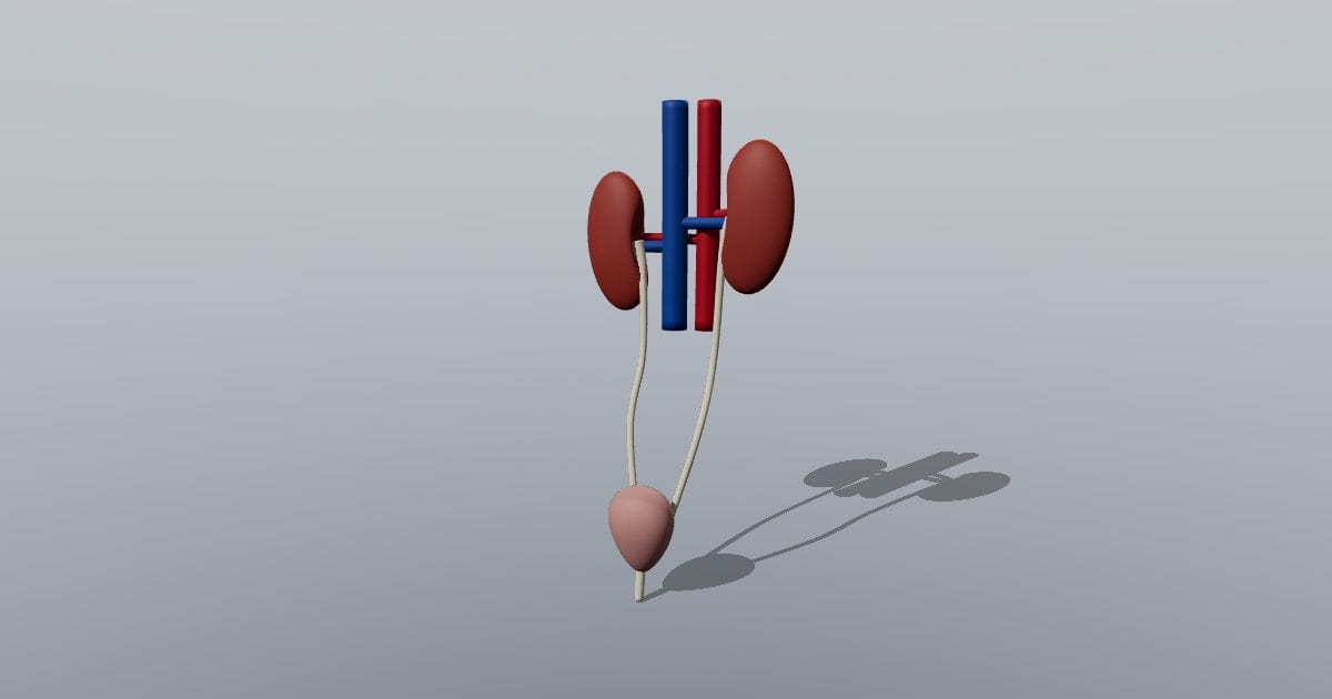 Urinary system with kidneys