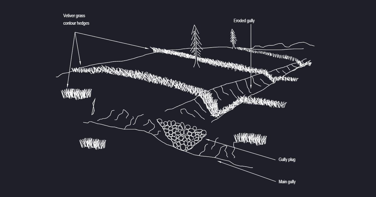 Vetiver Grass Contour Hedges With Eroded Gully (USFS Fig42)