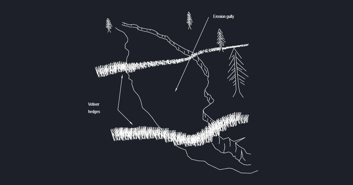 Vetiver Grass With Erosion Gully (USFS Fig43)