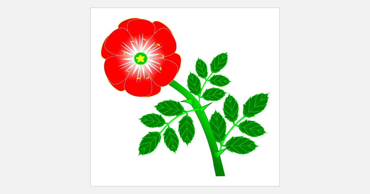 Wild rose with leaves