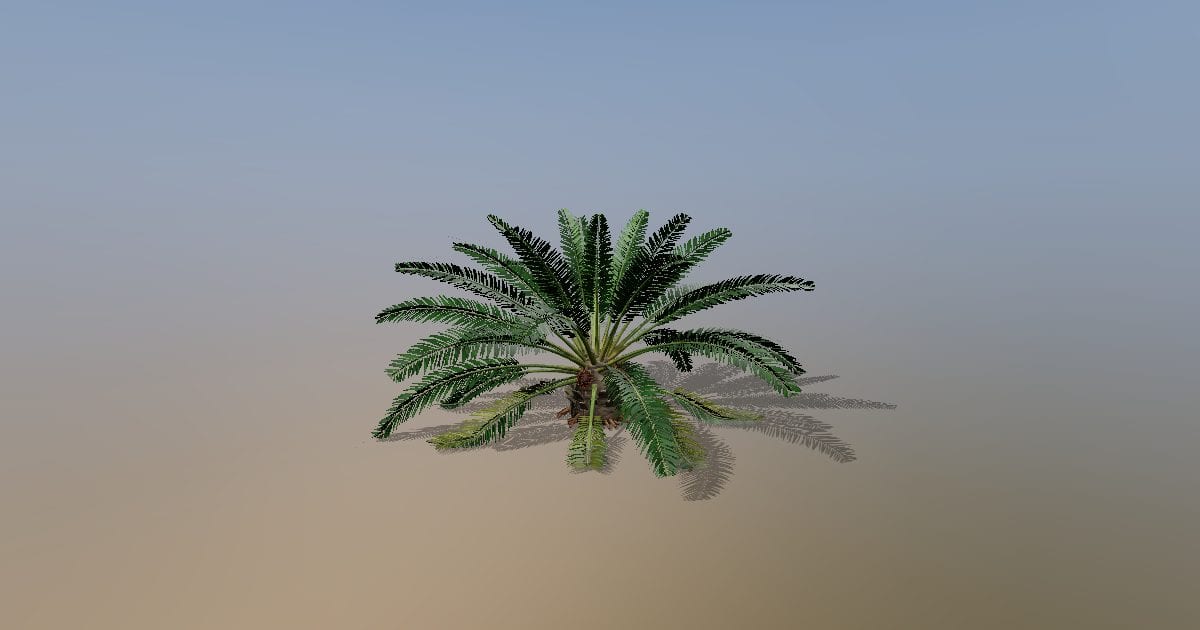 Young oil palm tree with first fruit bunches