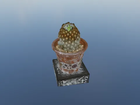 Cactus